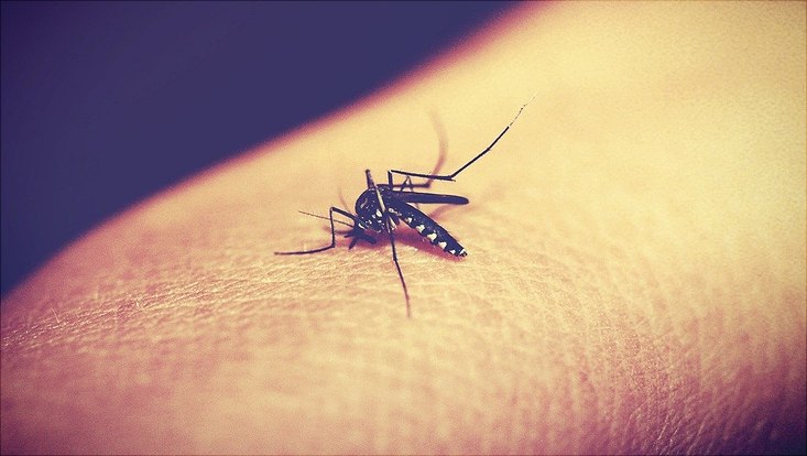 Eine Mücke auf einem Arm.