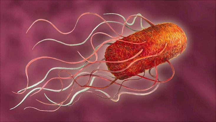 Salmonelle