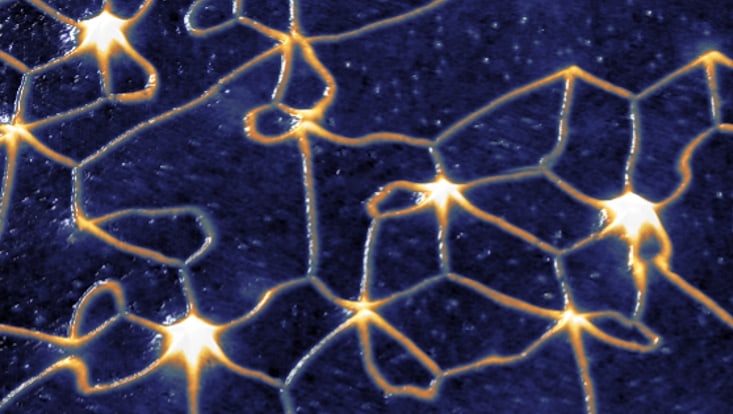 Rastertunnelmikroskopie Messung des antiferromagnetischen Domänenwandnetzwerks, Domänenwände erscheinen hell, die sehr hellen weißen Bereiche kennzeichnen Argon Blasen mit Domänenwandverzweigungen mit bis zu sechs Domänenwänden.